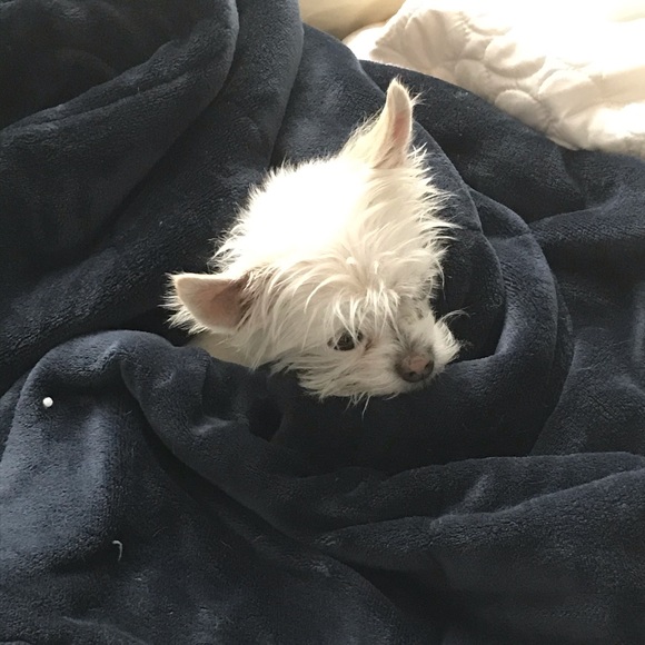 Meet your Posher, Jacob - Picture 1 of 1